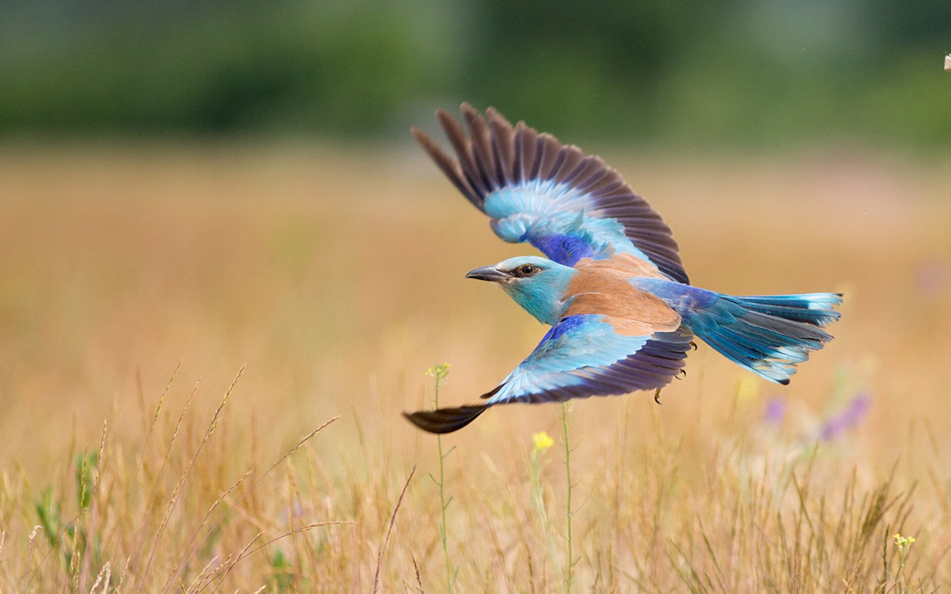 东决关键战焦点战，比利时式战术如何终结塞维利亚神话